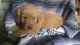 Golden Retriever Puppies for sale in Sabina, OH 45169, USA. price: $700