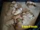 Golden Retriever Puppies for sale in Yuma, CO 80759, USA. price: NA