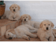 Golden Retriever Puppies for sale in Richmond, VA, USA. price: $350