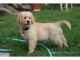 Golden Retriever Puppies for sale in Roanoke, VA, USA. price: NA