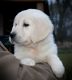 Golden Retriever Puppies for sale in Janesville, WI 53548, USA. price: NA