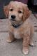 Golden Retriever Puppies for sale in Temperance, MI 48182, USA. price: $950