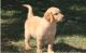 Golden Retriever Puppies for sale in San Marcos, TX 78666, USA. price: NA