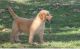 Golden Retriever Puppies for sale in San Marcos, TX 78666, USA. price: NA