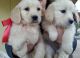 Golden Retriever Puppies for sale in Ontario St, Kingston, ON, Canada. price: NA