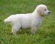 Golden Retriever Puppies for sale in Salt Lake City, UT, USA. price: NA