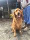 Golden Retriever Puppies for sale in Laurinburg, NC 28352, USA. price: NA