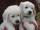 Golden Retriever Puppies for sale in St. Louis, MO 63101, USA. price: NA