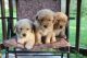 Golden Retriever Puppies for sale in Aurora, IL 60502, USA. price: $500
