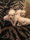 Golden Retriever Puppies for sale in Baltimore, MD, USA. price: $500