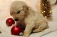 Golden Retriever Puppies for sale in Gainesville, GA, USA. price: $1,200