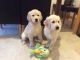 Golden Retriever Puppies for sale in Penn Ave, Pittsburgh, PA, USA. price: NA