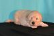Golden Retriever Puppies for sale in Scottsdale, AZ, USA. price: NA