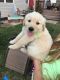 Golden Retriever Puppies for sale in Fort Worth, TX 76101, USA. price: NA