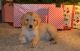 Golden Retriever Puppies for sale in 555 Beebe Rd, Newport, VT 05855, USA. price: $2,500