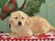 Golden Retriever Puppies for sale in Sugarcreek, OH 44681, USA. price: $975
