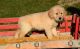 Golden Retriever Puppies for sale in Irvine, CA, USA. price: $500