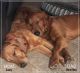 Golden Retriever Puppies for sale in Estero, FL 33928, USA. price: $500