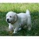 Golden Retriever Puppies for sale in Sacramento, CA 94203, USA. price: NA