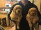Golden Retriever Puppies for sale in Eaton, CO 80615, USA. price: NA
