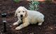 Golden Retriever Puppies for sale in Culver City, CA, USA. price: NA