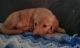 Golden Retriever Puppies for sale in Antigo, WI 54409, USA. price: NA