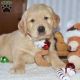 Golden Retriever Puppies for sale in Los Andes St, Lake Forest, CA 92630, USA. price: NA