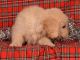 Golden Retriever Puppies for sale in New York, NY 10013, USA. price: NA
