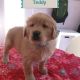 Golden Retriever Puppies for sale in Canton, OH, USA. price: $950