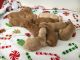 Golden Retriever Puppies for sale in Hillman, MI 49746, USA. price: $1,000