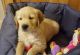 Golden Retriever Puppies for sale in Los Andes St, Lake Forest, CA 92630, USA. price: NA