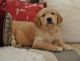Golden Retriever Puppies for sale in Salt Lake City, UT 84101, USA. price: $400