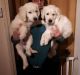 Golden Retriever Puppies for sale in Rhode Island Ave NE, Washington, DC, USA. price: NA