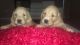 Golden Retriever Puppies for sale in Homestead, FL, USA. price: NA
