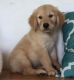 Golden Retriever Puppies for sale in St Clair, MI 48079, USA. price: NA