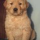 Golden Retriever Puppies for sale in Canton, OH, USA. price: $750