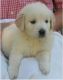 Golden Retriever Puppies for sale in Greenville Ave, Dallas, TX, USA. price: NA