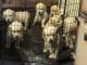 Golden Retriever Puppies for sale in South Carolina Ave SE, Washington, DC 20003, USA. price: NA