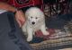 Golden Retriever Puppies for sale in Baltimore, MD, USA. price: NA