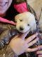 Golden Retriever Puppies for sale in West Newfield, Newfield, ME, USA. price: NA