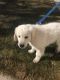 Golden Retriever Puppies for sale in Fairview, UT, USA. price: NA