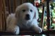 Golden Retriever Puppies for sale in Tetonia, ID, USA. price: NA