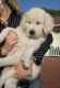 Golden Retriever Puppies for sale in Alaska St, Staten Island, NY 10310, USA. price: NA