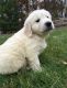 Golden Retriever Puppies for sale in Irving, TX, USA. price: NA
