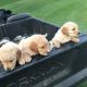 Golden Retriever Puppies for sale in Jurupa Valley, CA 91752, USA. price: NA