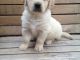 Golden Retriever Puppies for sale in 813 FL-436, Altamonte Springs, FL 32714, USA. price: $450