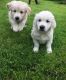 Golden Retriever Puppies for sale in M-43, Lansing, MI, USA. price: $400