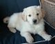 Golden Retriever Puppies for sale in Springfield, MO, USA. price: $800