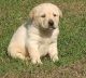 Golden Retriever Puppies for sale in Charleston, WV, USA. price: $400