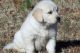 Golden Retriever Puppies for sale in Birmingham, AL, USA. price: $400